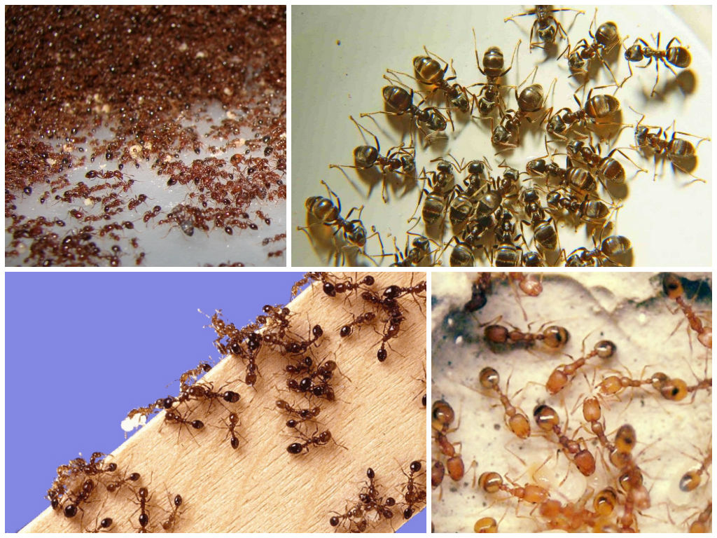 Мелкие черные и рыжие муравьи в квартире: как избавиться от насекомых в доме