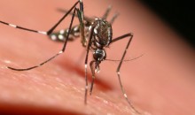 17 интересных фактов о комарах