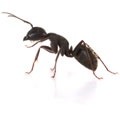 Средства защиты от муравьев