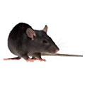 Средства защиты от крыс